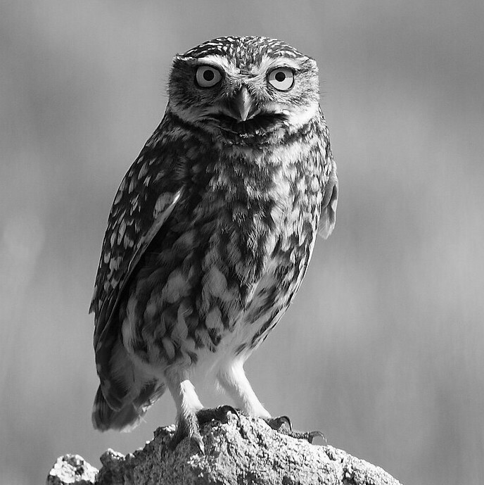 Athina Papageorgiou Koufidou